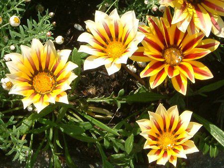 �K�U�j�A(Gazania)