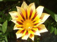 �K�U�j�A(Gazania)