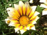 �K�U�j�A(Gazania)