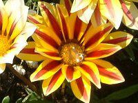 �K�U�j�A(Gazania)