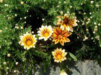 �K�U�j�A(Gazania)