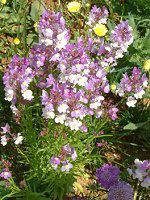 ���i���A(Linaria)