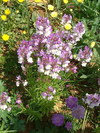 ���i���A(Linaria)