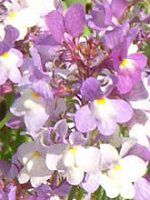 ���i���A(Linaria)