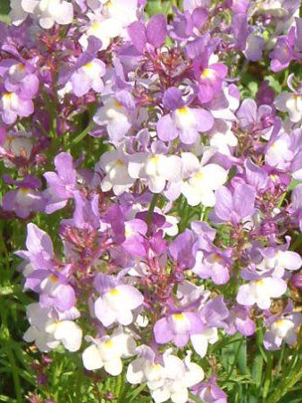 ���i���A(Linaria)