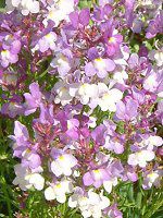 ���i���A(Linaria)