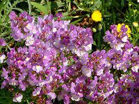���i���A(Linaria)