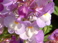 ���i���A(Linaria)