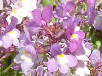 ���i���A(Linaria)