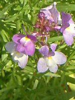 ���i���A(Linaria)