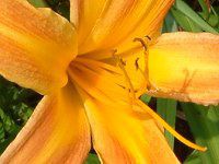 �w�����J���X(hemerocallis)