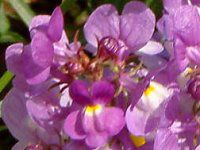 ���i���A(Linaria)