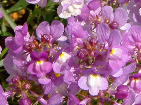 ���i���A(Linaria)