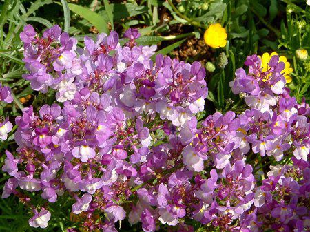 ���i���A(Linaria)