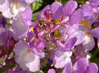 ���i���A(Linaria)