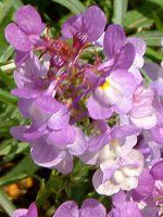 ���i���A(Linaria)