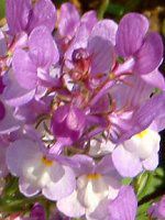 ���i���A(Linaria)