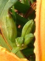 �w�����J���X(hemerocallis)