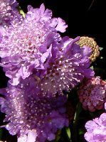 �Z�C���E�}�c���V�\�E(���m������)