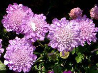�Z�C���E�}�c���V�\�E(���m������)