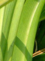 �w�����J���X(hemerocallis)
