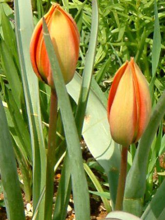 �`���[���b�v(Tulip)