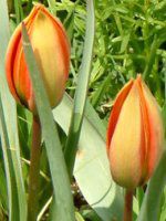 �`���[���b�v(Tulip)