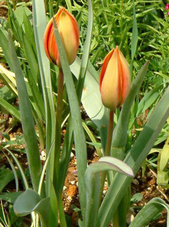 �`���[���b�v(Tulip)