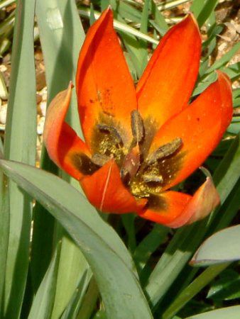 �`���[���b�v(Tulip)