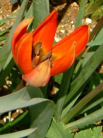 �`���[���b�v(Tulip)