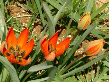 �`���[���b�v(Tulip)