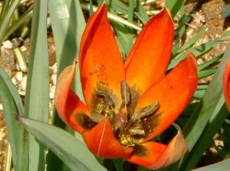�`���[���b�v(Tulip)