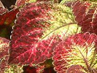 �R���E�X(Coleus)