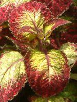 �R���E�X(Coleus)