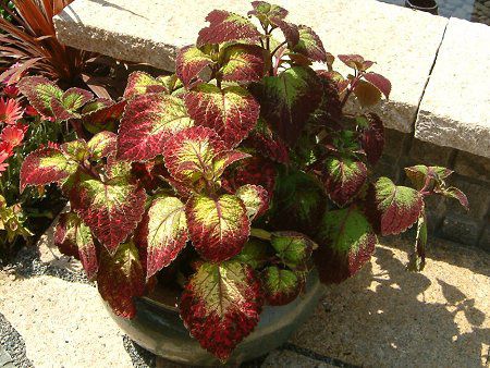 �R���E�X99(Coleus)