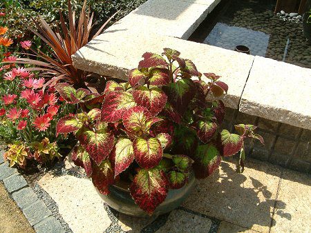 �R���E�X00(Coleus)