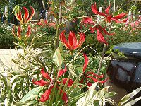 �O�����I�[�T(Gloriosa)