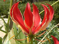 �O�����I�[�T(Gloriosa)