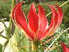 �O�����I�[�T(Gloriosa)