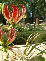 �O�����I�[�T(Gloriosa)