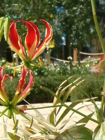 �O�����I�[�T(Gloriosa)