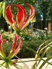 �O�����I�[�T(Gloriosa)