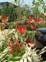 �O�����I�[�T(Gloriosa)