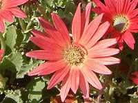 �A�[�N�g�e�B�X(Arctotis)