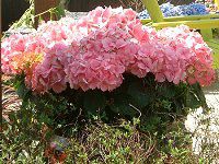 �n�C�h�����W�A�iHydrangea�j