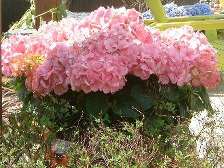 �n�C�h�����W�A(Hydrangea)