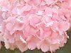 �n�C�h�����W�A(Hydrangea) 