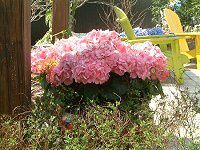 �n�C�h�����W�A(Hydrangea)