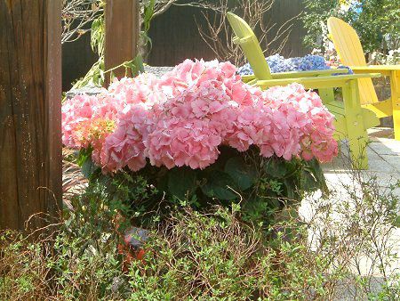 �n�C�h�����W�A(Hydrangea)