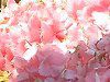 �n�C�h�����W�A(Hydrangea) 
